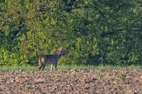 Diesen Wolf hat Naturfreund Mark Kristel im Frühjahr 2020 bei Reichelsheim fotografiert. Solche eindeutigen, nachweisbaren Sichtungen sind im Odenwaldkreis aber selten. Archivfoto: Mark Kristel