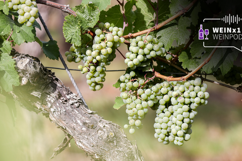 Trauben der Sorte "Riesling" reifen an einem Weinstock auf einem Weinberg.  Foto: dpa – Jan Woitas