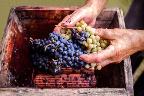 So wird Wein: Aus solchen Trauben wird einmal das Getränk, für das Rheinhessen bekannt ist. Foto: bymandesigns – stock.adobe