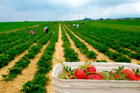 Die Lust auf Erdbeeren scheint groß: Auch am Mittwochvormittag finden sich zahlreiche Menschen auf den Feldern bei Vockenrod ein.