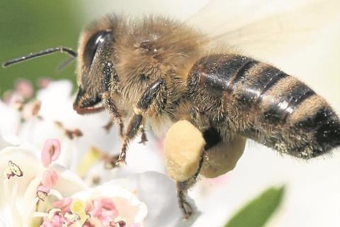 Mit Blütenpollen bepackt landet eine Biene auf einer Blüte. Das Insekten- und Artensterben hat auch Auswirkungen auf die Bestäubung von Nutzpflanzen. Foto: Jensen/dpa 