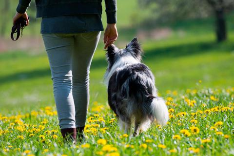 Es gibt Einschränkungen: Aber ein Spaziergang in der Natur und der frischen Luft, hilft das seelische Gleichgewicht zu halten.  Symbolfoto: DoraZett - stock.adobe.com  