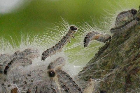 In großen Ansammlungen ziehen die Raupen des Eichenprozessionsspinners über den Baum. Symbolfoto: dpa 
