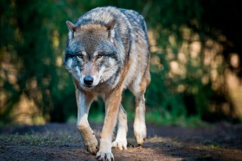 Weil Wölfe in Hessen immer mehr heimisch werden, hat die Landesregierung neue Fördergelder für Weidetierhalter zur Verfügung gestellt. Foto: dpa 