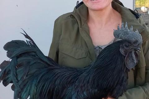 Diana Maser züchtet seit einigen Jahren schwarze Cemani-Hühner. © Michael Kruppert