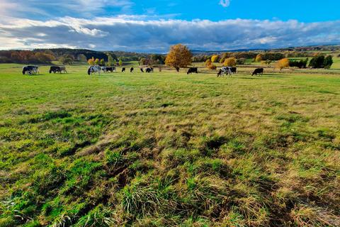 Im Vogelsberg, so wie hier bei Ilbeshausen, ist ein großer Teil des Viehs noch auf der Weide.  Foto: Löffler 