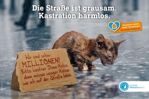 Auch der Deutsche Tierschutzbund tritt für die Katzenkastration ein. Foto: Tierschutzbund