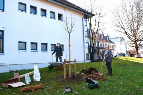 Stefan Knoche (r.) und Thomas Russell pflanzen den Baum. Foto: Eichenauer 