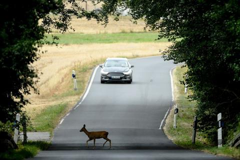 War's das schon? Vorsicht, kreuzt ein Wildtier die Straße, ist auch immer mit Nachzüglern zu rechnen. © Arne Dedert/dpa/dpa-tmn